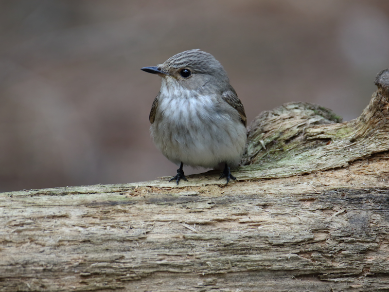 Vogels